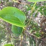 Image result for Smilax anceps