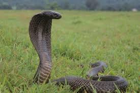 Image result for Najas horrida