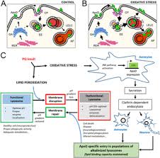 Cells cannot live without lysosomes due to the critical role that they play in the cell. Protecting Cells By Protecting Their Vulnerable Lysosomes Identification Of A New Mechanism For Preserving Lysosomal Functional Integrity Upon Oxidative Stress