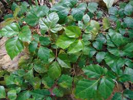 Image result for Cissus integrifolia