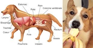 Les 17 Aliments Les Plus Sains Que Vous Devez Donner A Votre Chien Sante Nutrition Alimentation Chien Chien Nourriture Chien