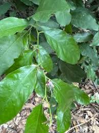 Image result for Capparaceae