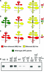 Why does plant cell possess large sized vacuoles in brainly. The Plant Vascular System Evolution Development And Functionsf Lucas 2013 Journal Of Integrative Plant Biology Wiley Online Library