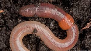 Parasitic worm live inside you drikng your blood (i had a worm in my leg and it was horrible.) live garden worms are great food for axolotls and all fish too. Earthworm Numbers Dwindle Threatening Soil Health Environment All Topics From Climate Change To Conservation Dw 30 01 2017