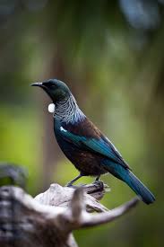 Bird On The Head Figure Of Speech Tui Striking A Pose Birds Bird Pictures Wild Birds