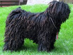 Komondor Elityavru Com
