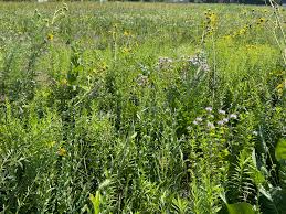 Maybe you would like to learn more about one of these? Prairie Wikipedia