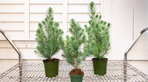 Stone pine is sometimes sold as a small living christmas tree for indoor use. Meet Our Miniature Christmas Trees Mulhall S