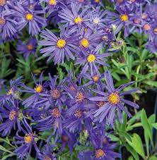 Among The First Asters To Bloom Aster Amellus Queen Violet Or Veilchenkonigin Italian Aster Enjoys A Long Flower Fall Borders Flower Garden Design Aster
