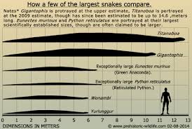 Titanoboa