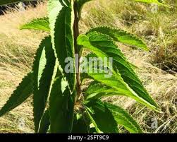 Image result for Coleus calycinus