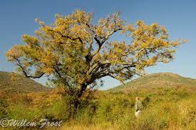 Image result for Kirkia