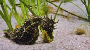 Die baderegeln des dlrg als pdf zum kostenlosen download. Richtig Schwimmen Warum Das Seepferdchen Nicht Ausreicht Stern De