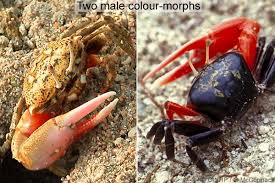 Image result for Euploca katangensis