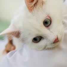 We did not find results for: La Teigne Chez Le Chat Wanimoveto
