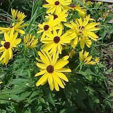 Image result for Cycnium recurvum