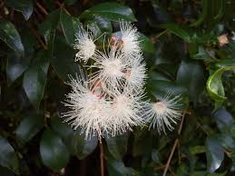 Image result for Syzygium staudtii