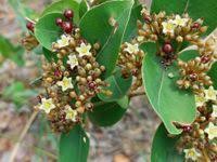 Image result for Psorospermum febrifugum