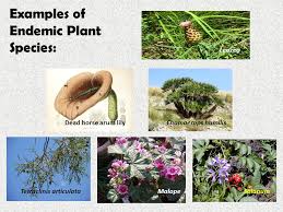 Not all endemic species are rare, just as not all rare species. Biodiversity Hotspots The Most Remarkable Places On Earth And The Most Threatened Ppt Download