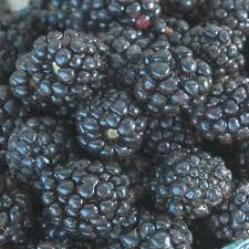 Image result for Burttia