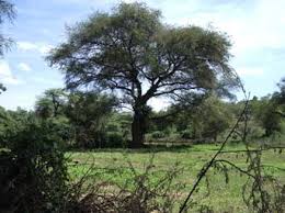 Image result for Faidherbia albida