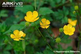 Creeping Buttercup Flowers Buttercup Flower Buttercup Flowers