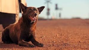 phoenix rises as the new red dog in blue dog the prequel red dog dog movies famous dogs