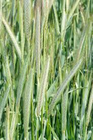 Image result for Styppeiochloa