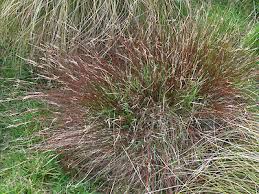 Image result for Schoenus