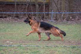 Healthy, purebred german shepherd puppies directly from ethical breeders. Vom Nordosten Haus