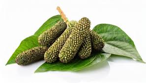 Image result for Tinospora