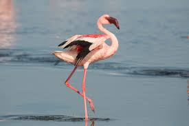 We did not find results for: 11 Wild Wetland Animals