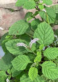 Image result for Heliotropium indicum