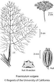 Image result for Foeniculum vulgare