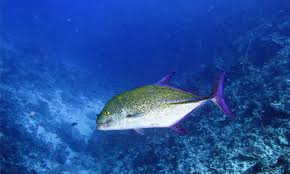 Check spelling or type a new query. Kenali Bluefin Trevally Aka Gerepoh Sirip Biru Umpan