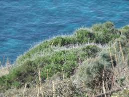 Image result for Searsia rogersii