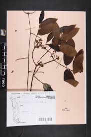 Image result for Ancylobothrys amoena