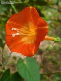 Scarlet Star Glory Orange Morning Glory Ipomoea Coccinea Morning Glory Flowers Morning Glory Garden Vines
