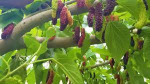 Fruit of the month : Mulberry Shahtoot Punjab Village Fruits Pakistan Youtube