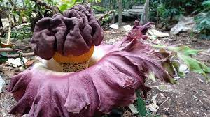 Due to its odor, like that of a rotting corpse, the titan arum is characterized as a carrion flower, and is also known. Catat Jangan Pernah Berani Menyentuh Bunga Bangkai Di Kebun Raya Bogor Tribunnews Com Mobile