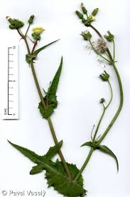 Image result for Sonchus oleraceus