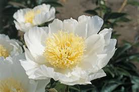 White flowers similar to peonies. 15 Beautiful Varieties Of Peony