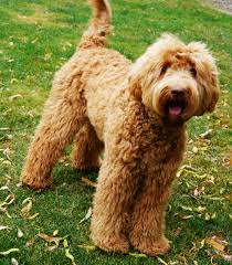 Discover australian labradoodles via reputable breeders. Labradoodle Puppy Pricing And More Valley Vineyard Labradoodles