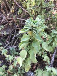 Image result for Coleus cylindraceus
