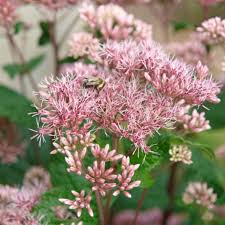 Image result for Pycreus mortonii