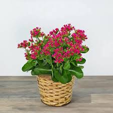 Image result for Kalanchoe