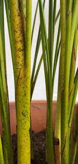 White spots on palm leaves are usually indicative of a scale infestation. Black Spots On Areca Palm Stem Gardening Landscaping Stack Exchange