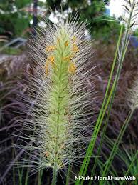 Image result for Nesaea purpurascens