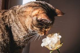 Order before 7:00pm for next day delivery. Where To Buy Cat Friendly Flowers And Plants Online