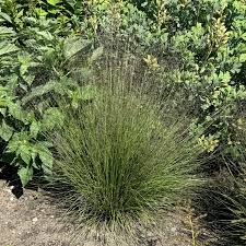 Image result for Sporobolus